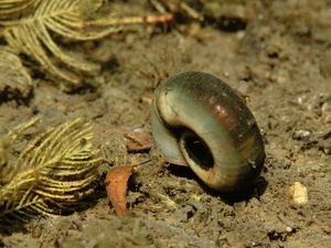 Posthornschnecke