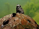 Falsche Landkarten-Höckerschildkröte