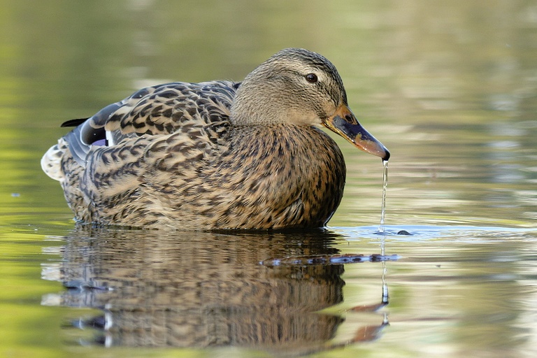 Stockente