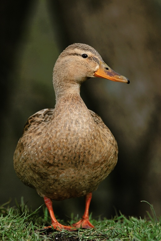 Stockente