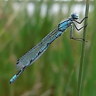 Schlanklibelle