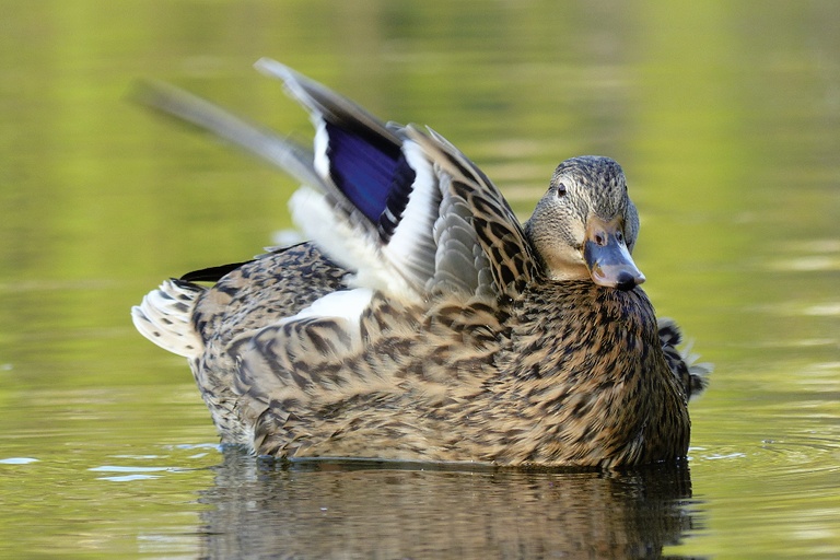 Stockente