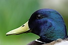 Stockerpel Kopfportrait