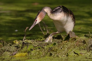 Haubentaucher auf dem Nest