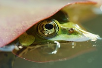 Kleiner Wasserfrosch / Teichfrosch unter Seerosenblatt
