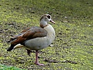 Nilgans