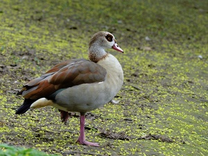 Nilgans
