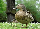 Stockente
