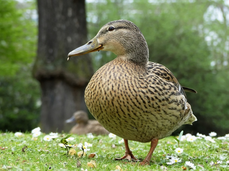 Stockente