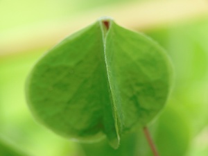 Waldsauerklee