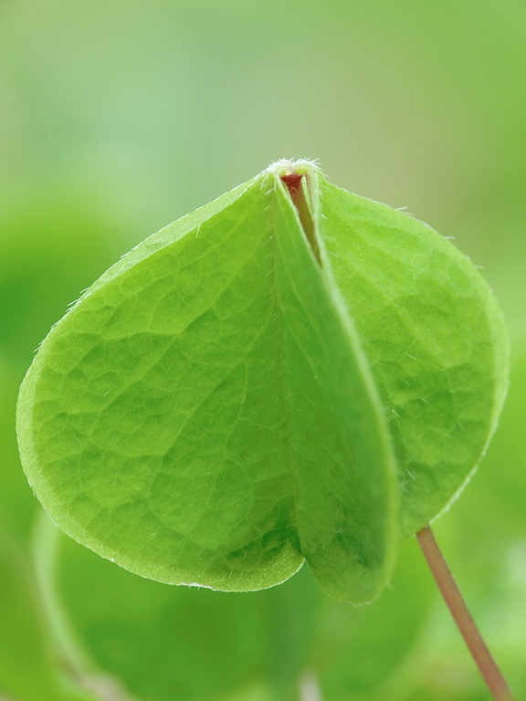 Waldsauerklee