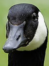 Kanadagans-Kopfportrait
