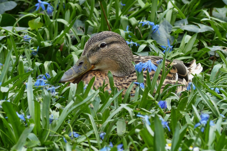 Stockente