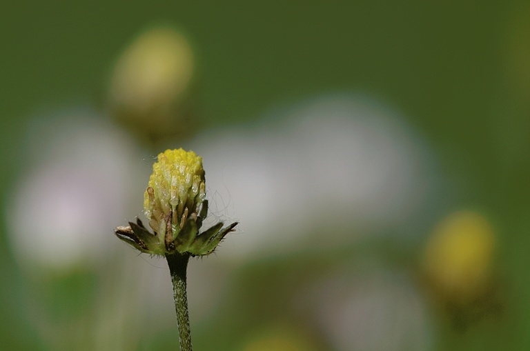 Gänseblümchen