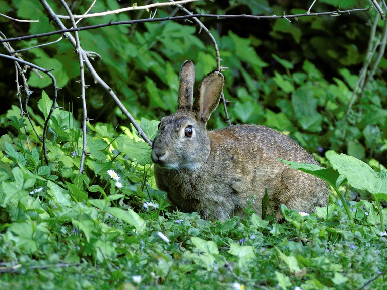 Kaninchen