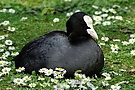 Bläßralle