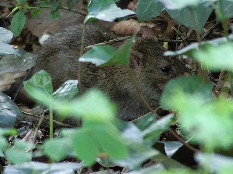 Wanderratte