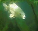 Koi