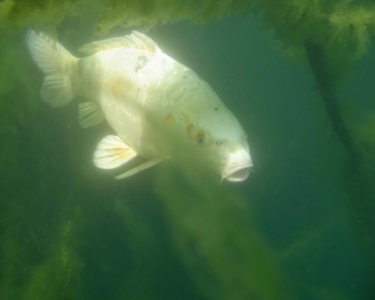 Koi