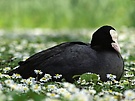 Bläßralle