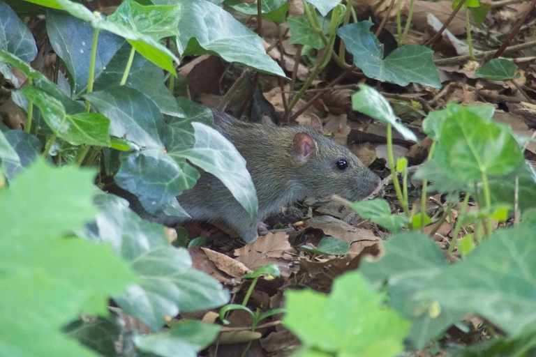 Wanderratte