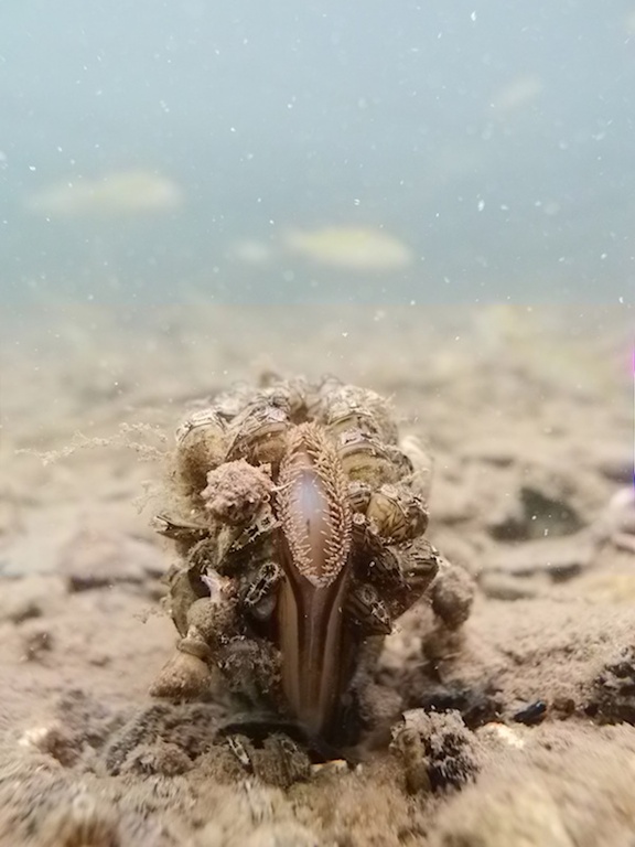 Muscheln