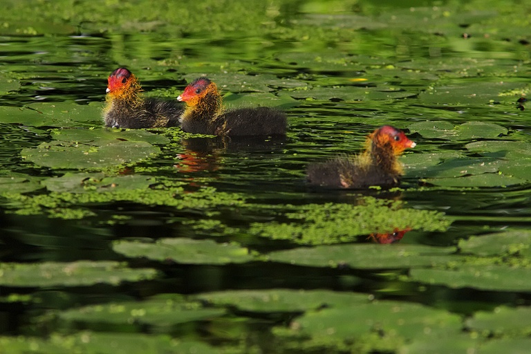 Bläßrallenküken