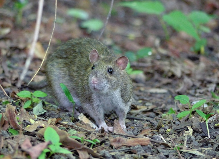 Wanderratte