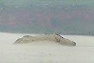 Kegelrobbe im Sandsturm
