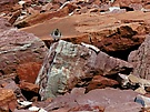 Austernfischerküken