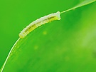Raupe