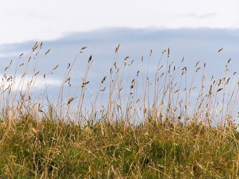 Gras