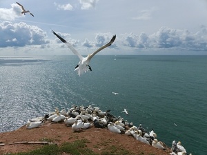 Am Vogelfelsen