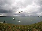 Basstölpel im Flug
