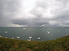Basstölpel im Flug