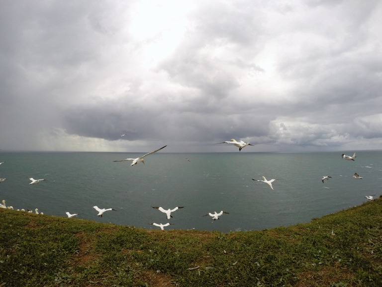 Basstölpel im Flug