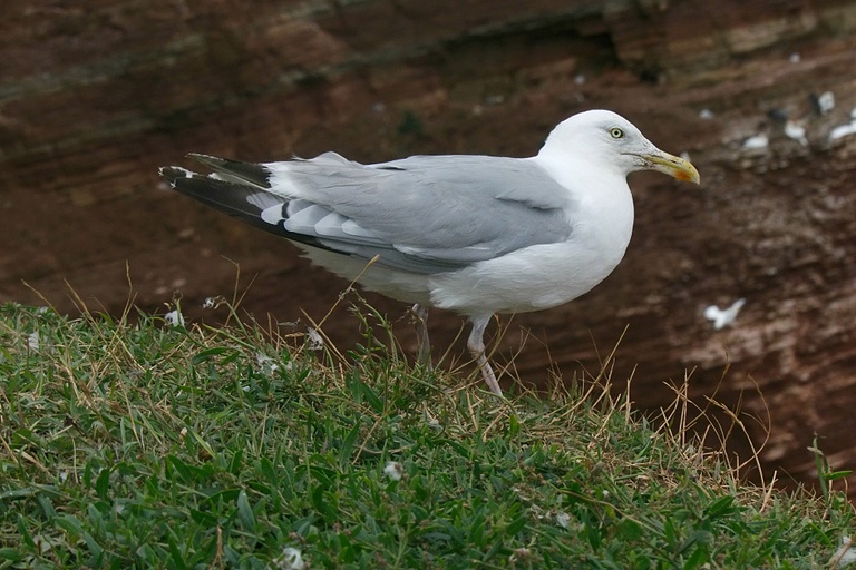 Silbermöwe