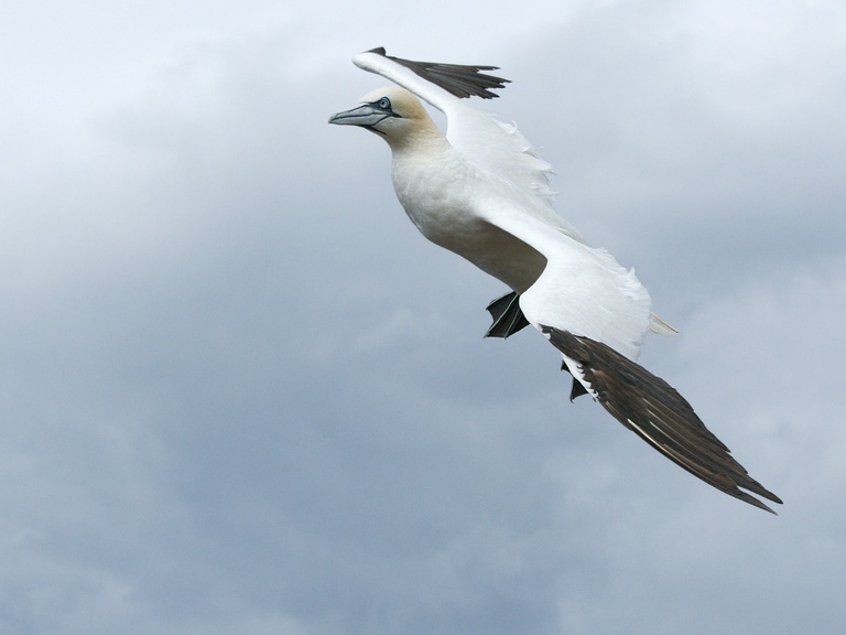 Basstölpel im Flug