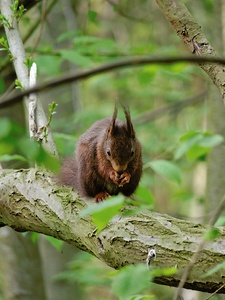 Eichhörnchen