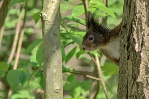 Eichhörnchen