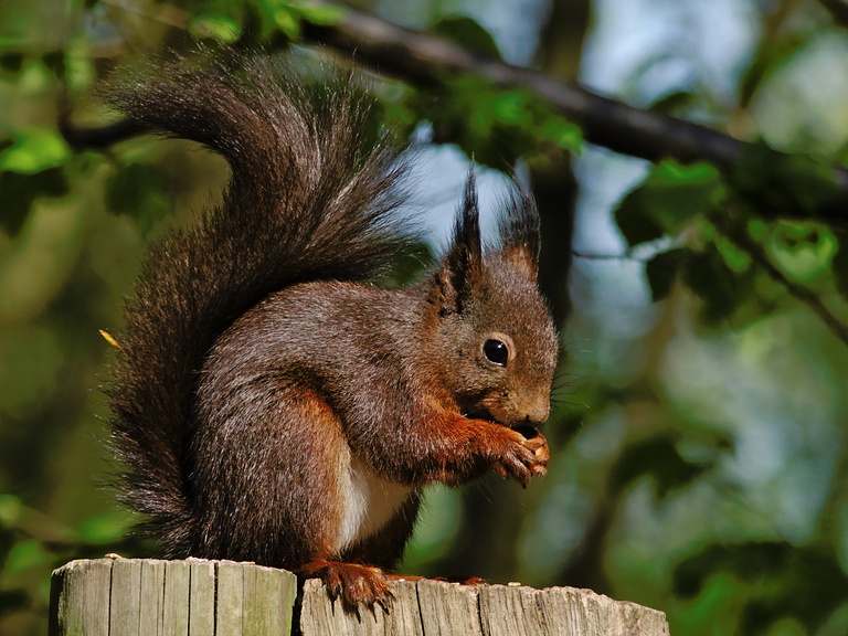 Eichhörnchen