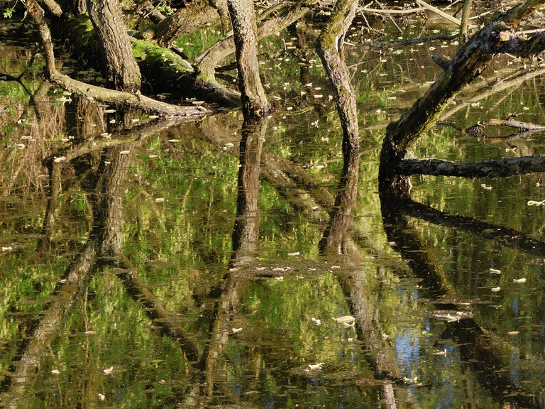Baumspiegelung