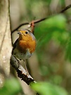 Rotkehlchen im Wald