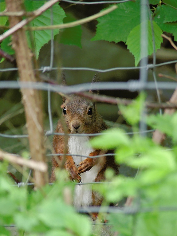 Hinter Gitter
