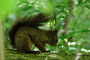 Müdes Eichhörnchen im Unterholz
