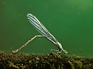 Libelle bei der Eiablage