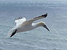 Basstölpel im Flug