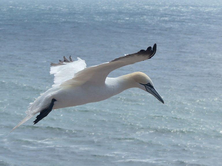 Basstölpel im Flug