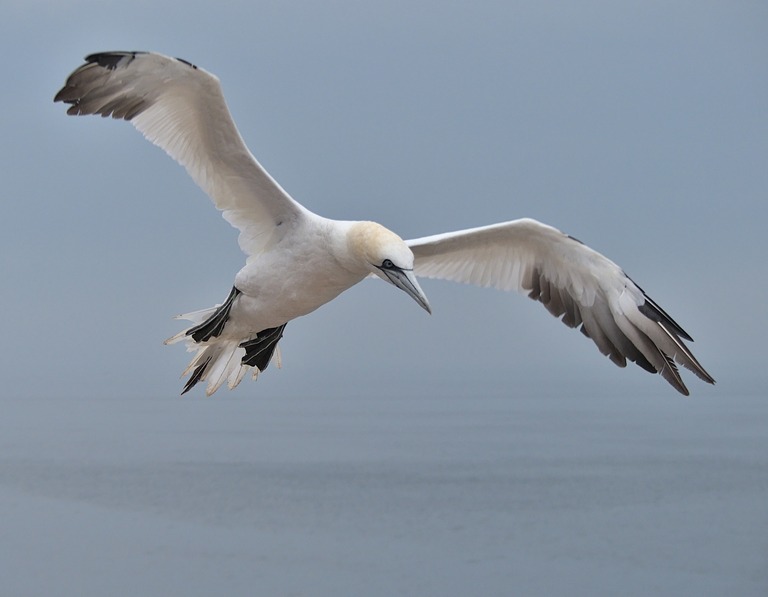 Basstölpel im Flug