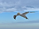 Basstölpel im Flug